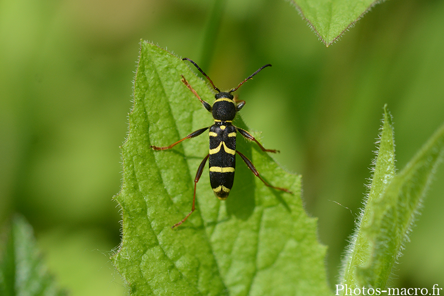 Clytus arietis
