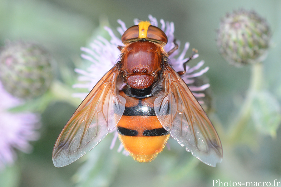Volucella zonaria