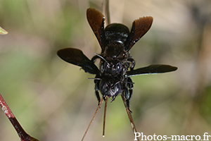 Xylocopa violacea