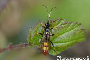 Diphyus crispatorius