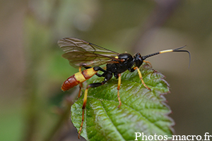 Diphyus crispatorius