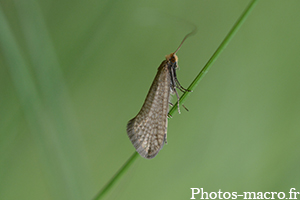 Nematopogon adansoniella