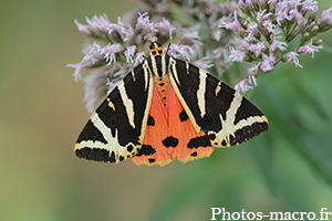 Euplagia quadripunctaria