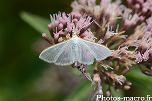 Palpita vitrealis