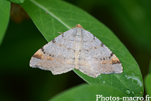 Macaria liturata