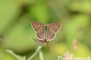 Lycaena tityrus