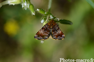 Panemeria tenebrata