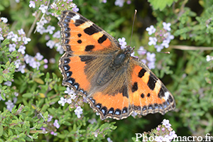 Aglais urticae