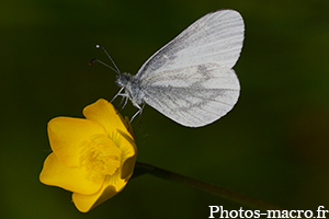 Leptidea sinapis