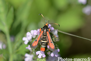 Pyropteron chrysidiformis