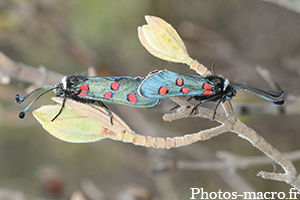 Zygaena lavandulae