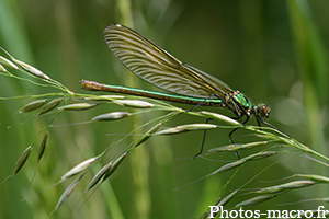 Calopteryx virgo