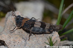 Oedipoda caerulescens