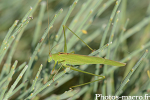 Phaneroptera falcata