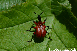 Apoderus coryli