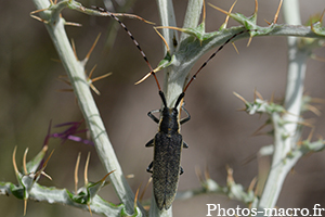 Agapanthia asphodeli