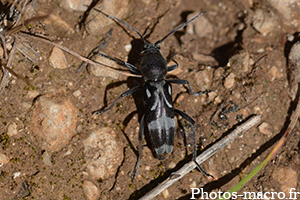 Chlorophorus figuratus