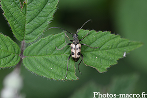 Pachytodes cerambyciformis