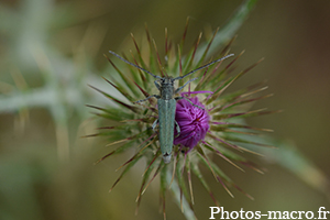 Phytoecia coerulescens