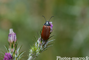 Omophlus lepturoides