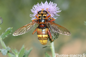 Milesia crabroniformis