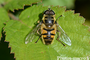 Myathropa florea