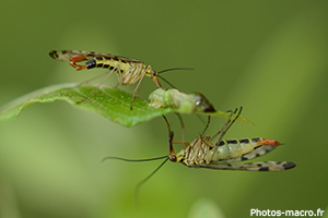 Mouches scorpion vs une chenille