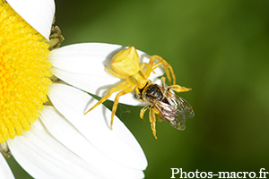 Une Thomise vs Une Abeille