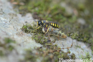 Une Mouche vs une Syrphe