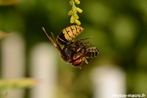 Un frelon vs une abeille