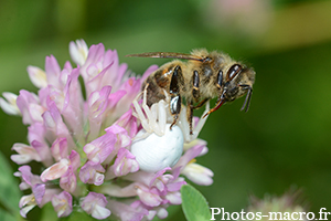 Une Thomise vs Une Abeille