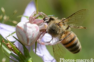 Thomisus onustus vs une abeille