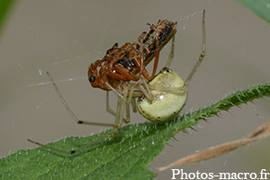 Araignée vs un cantharide